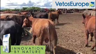 Cattle use Anavrin® with satisfaction