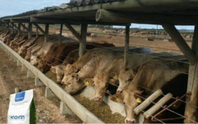 Several thousands heads of cattle have used and are using Anavrin® in feedlot