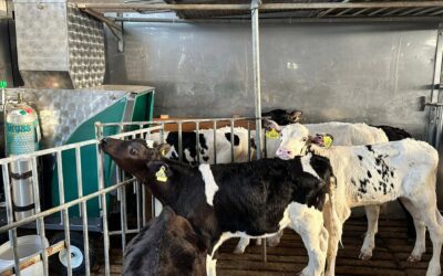 Announcement: New Trial on the Effects of Anavrin on Methane Reduction in Ruminants